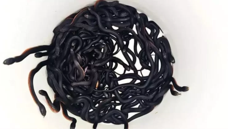 Avustralya’da Bahçeden 102 Zehirli Yılan Çıktı