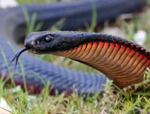 Avustralya’da Bir Bahçede 102 Yavru Kırmızı Karınlı Siyah Yılan Bulundu