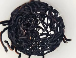 Avustralya’da bir evin bahçesinde 102 zehirli yılan bulundu