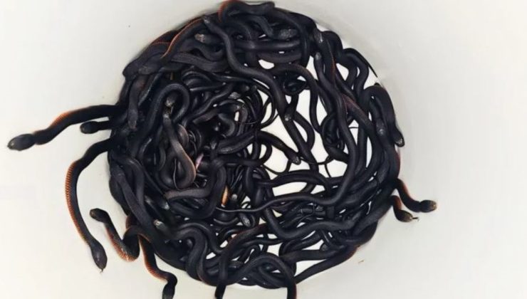 Avustralya’da bir evin bahçesinde 102 zehirli yılan bulundu