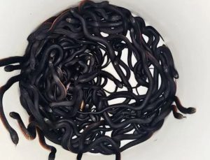 Avustralya’da bir evin bahçesinde 102 zehirli yılan bulundu