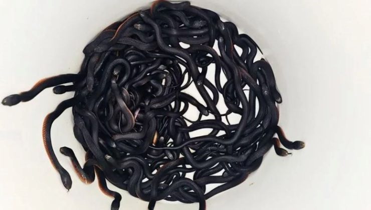 Avustralya’da bir evin bahçesinde 102 zehirli yılan bulundu
