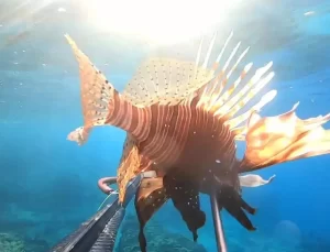 Ayvalık’ta Aslan Balığı ve Kaz Boynu Deniz Midyesi Görüntülendi