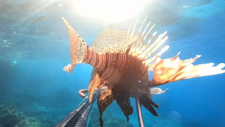 Ayvalık’ta Aslan Balığı ve Kaz Boynu Deniz Midyesi Görüntülendi