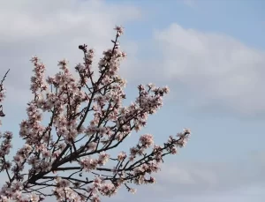 Badem Ağaçları Erken Çiçek Açtı