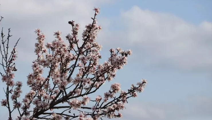 Badem Ağaçları Erken Çiçek Açtı