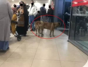 Bakanlık 81 ile yazı gönderdi: Hastanelerde sahipsiz hayvan olmayacak