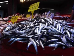 Balıkçılara Bereketli Hamsi Dönemi