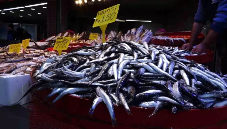 Balıkçılara Bereketli Hamsi Dönemi