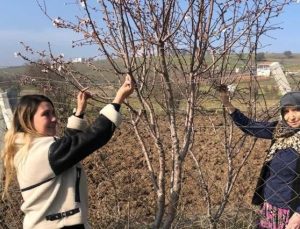 Balıkesir’de meyve ağaçları çiçek açtı