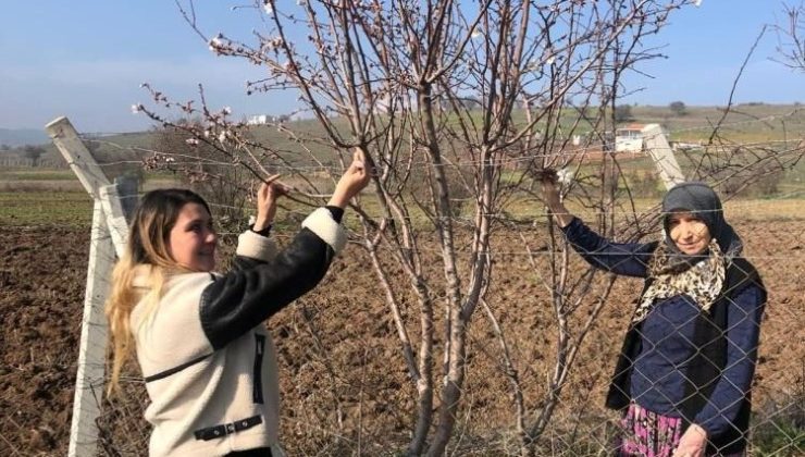 Balıkesir’de meyve ağaçları çiçek açtı