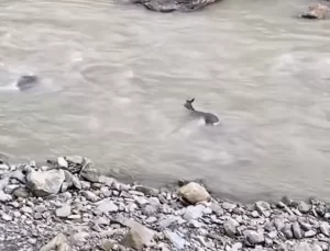 Bartın’da Derede Akıntıya Kapılan Karaca Görüntülendi