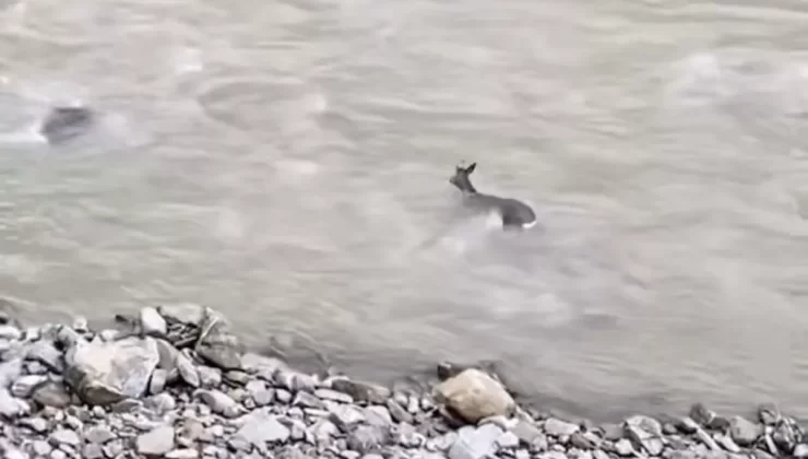 Bartın’da Derede Akıntıya Kapılan Karaca Görüntülendi