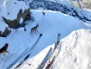 Baskil’de Kurtlar Köy Yakınında Görüntülendi