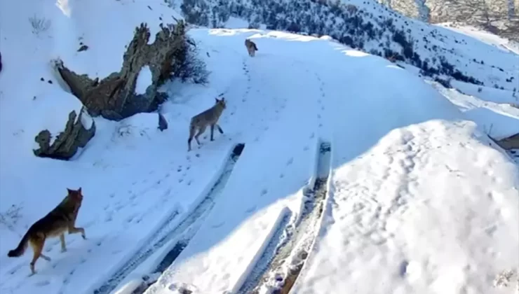 Baskil’de Kurtlar Köy Yakınında Görüntülendi