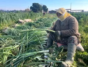 Bayanlar Tarlada Kış Zerzevatı Hasadı Yapıyor