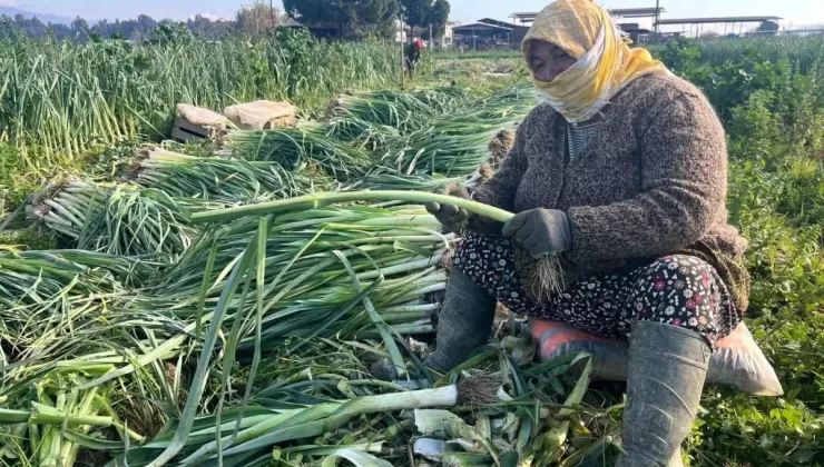 Bayanlar Tarlada Kış Zerzevatı Hasadı Yapıyor
