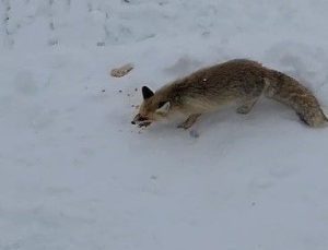 Bayburtlu vatandaş tilkiyi Antep baklavasıyla besledi