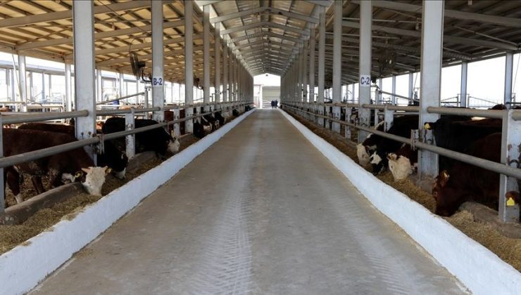 Bingöl’ün Genç ilçesinde şap karantinası