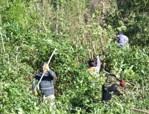 Bizatihi yetişen eser 100 ailenin geçim kaynağı oldu! Aylık 50 bin TL kazanıyorlar