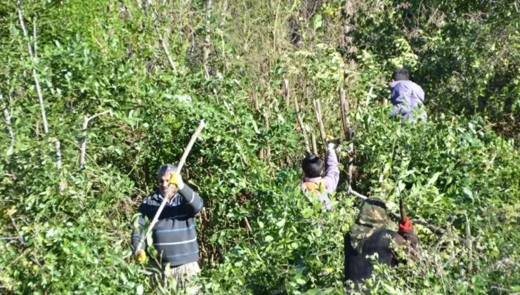 Bizatihi yetişen eser 100 ailenin geçim kaynağı oldu! Aylık 50 bin TL kazanıyorlar