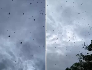 Brezilya’da örümcek yağmuru! Binlercesi gökyüzünü sardı