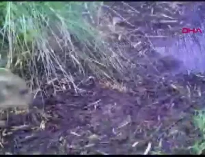 Bursa’da Yaban Domuzu Yavruları Fotokapana Takıldı