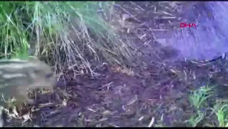 Bursa’da Yaban Domuzu Yavruları Fotokapana Takıldı