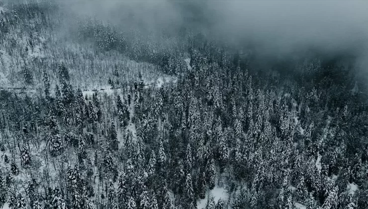 Çam Dağı’nda Kış Manzarası