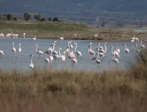 Çanakkale’deki Su Kuşu Popülasyonu Artıyor