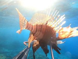 Canlı olarak ilk kez görüntülendi: Ayvalık’ta aslan balığı ve kaz boynu deniz midyesi