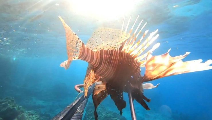 Canlı olarak ilk kez görüntülendi: Ayvalık’ta aslan balığı ve kaz boynu deniz midyesi