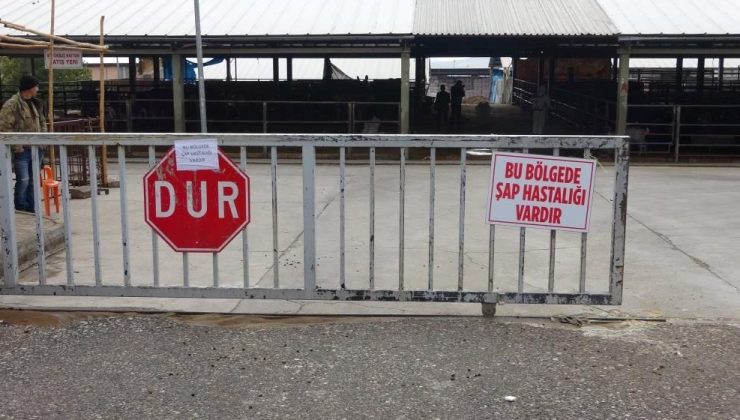 Çemişgezek’te şap karantinası