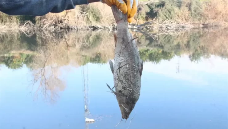 Ceyhan Irmağı’nda Balık Vefatları: Botulismus Hastalığı Uyarısı