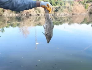 Ceyhan Nehri için “botulismus” uyarısı: Sinir sistemini felç edip, ölümlere neden oluyor