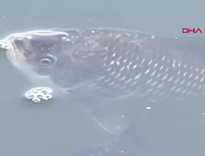 Ceyhan Nehri’nde Balık Ölümleri ve Botulismus Uyarısı