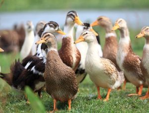 Chicago’da kuş gribi alarmı: Yüzlerce ördek hasta ve ölü bulundu