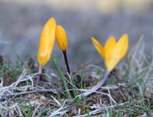 Çorum’da baharın müjdecisi çiğdemler erken açtı