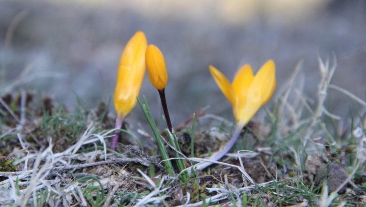 Çorum’da baharın müjdecisi çiğdemler erken açtı