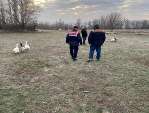 Çorum’da kaz dövüşü yaptıran 7 kişiye para cezası