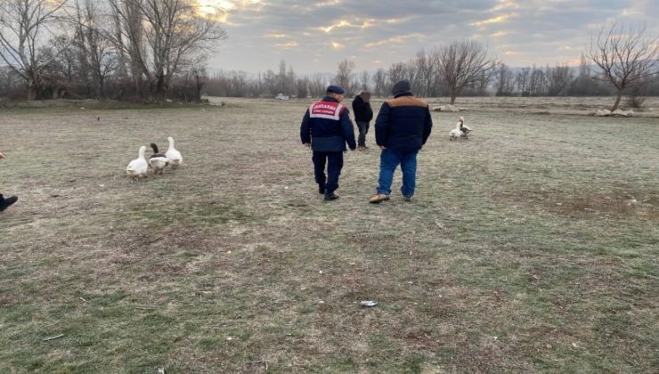 Çorum’da kaz dövüşü yaptıran 7 kişiye para cezası