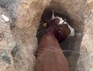 Çukura düşen inek, kepçe yardımıyla kurtarıldı