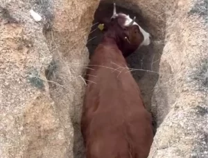 Çukurda Mahsur Kalan İnek Kurtarıldı