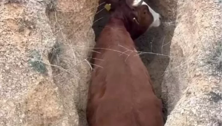 Çukurda Mahsur Kalan İnek Kurtarıldı