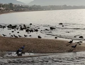 Deniz suyu 7-8 metre çekildi, akıllara Ege’deki deprem fırtınası geldi