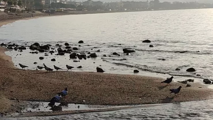 Deniz suyu 7-8 metre çekildi, akıllara Ege’deki deprem fırtınası geldi