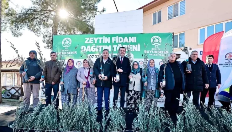 Denizli’de 46 Bin Zeytin Fidanı Üreticilere Dağıtıldı