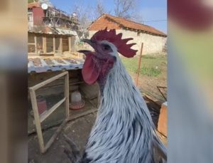 Denizli’de öterken bayılan horoz