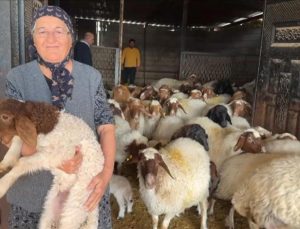 Devlet takviyesiyle sarsıntıda telef olan hayvanların yerine yenisi geldi