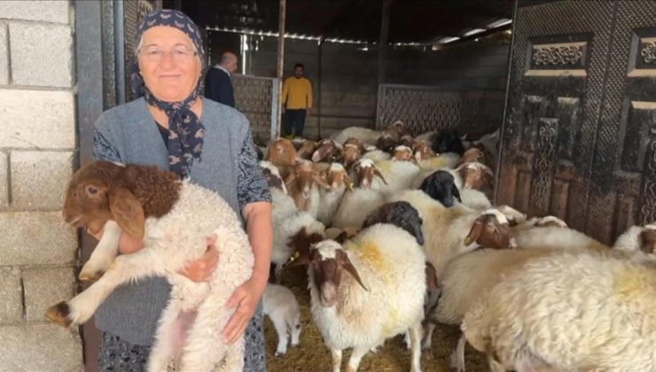 Devlet takviyesiyle sarsıntıda telef olan hayvanların yerine yenisi geldi